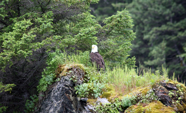 alaska bald eagle